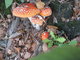 fly agaric