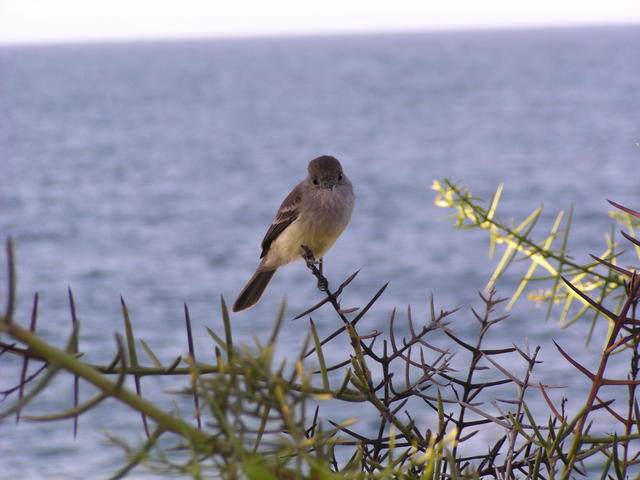 Flycatcher - free image