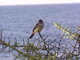 Flycatcher