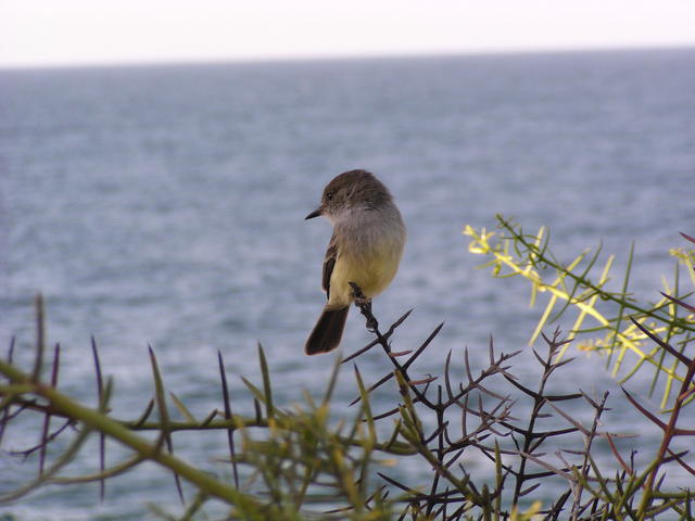 Flycatcher - free image