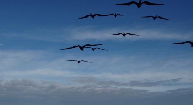 flying birds - free image