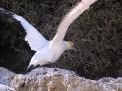 Flying gannet