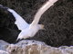 Flying gannet