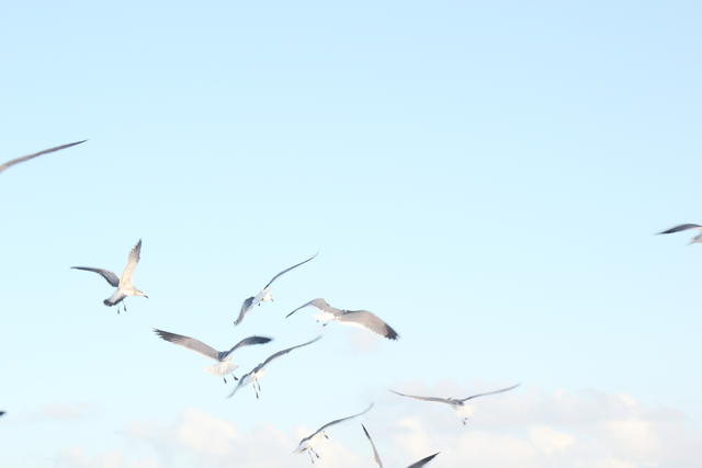 flying gulls - free image