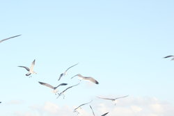 flying gulls