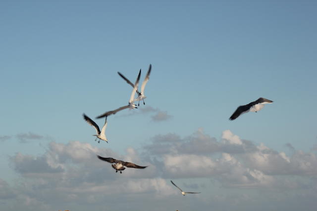 Flying in flock - free image
