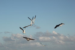 Flying in flock