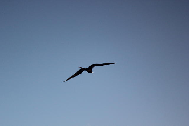 flying lonely over the sky - free image