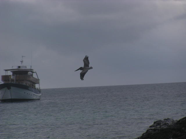 flying yellow crested night heron - free image