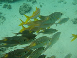 Following yellow fishes