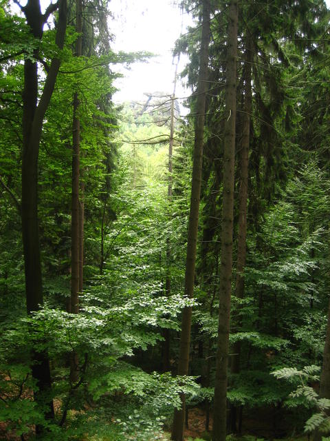 forest - free image