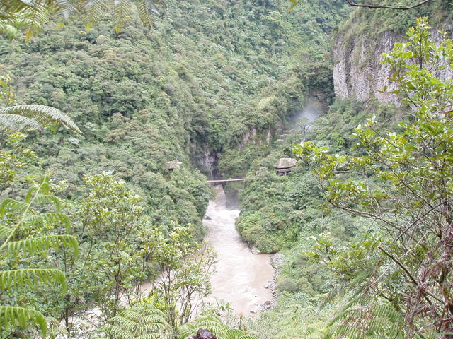 forest by the river - free image