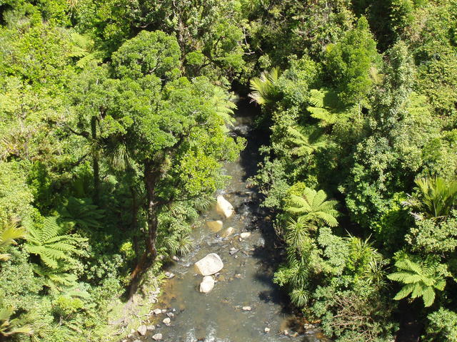 Forest Stream - free image