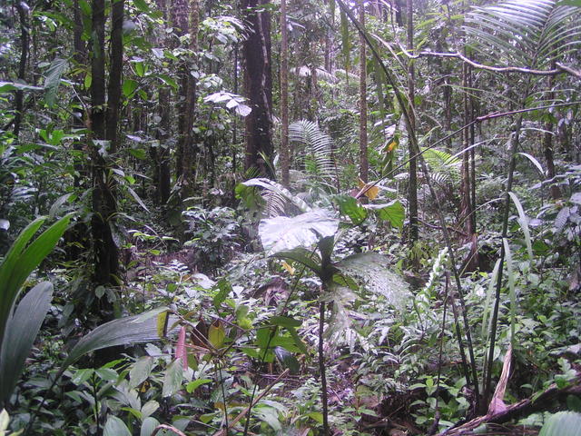 Forest with a plants - free image