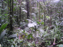 Forest with a plants