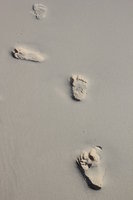 fresh footsteps