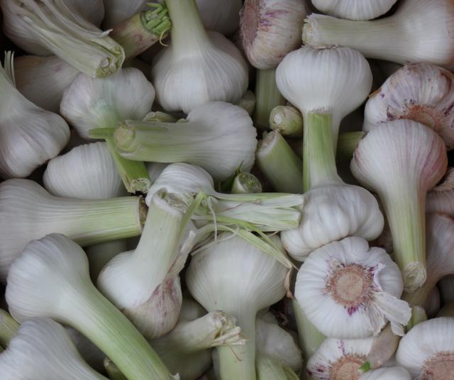 Fresh garlic - free image