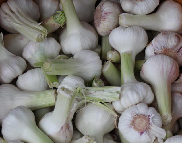 Fresh Garlic - free image