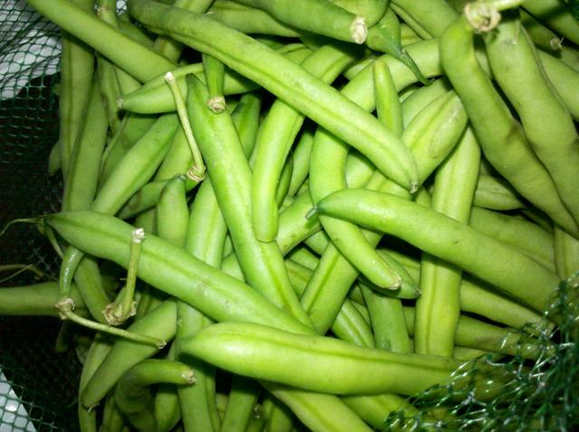 fresh green beans - free image
