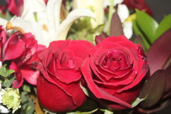 fresh red roses