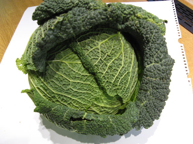 Fresh Savoy cabbage - free image