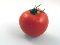 fresh tomato