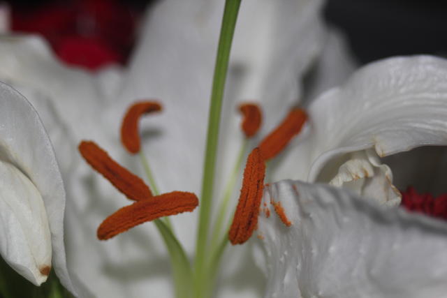 fresh white lily - free image