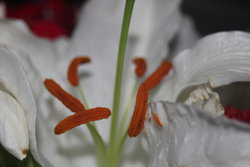 fresh white lily