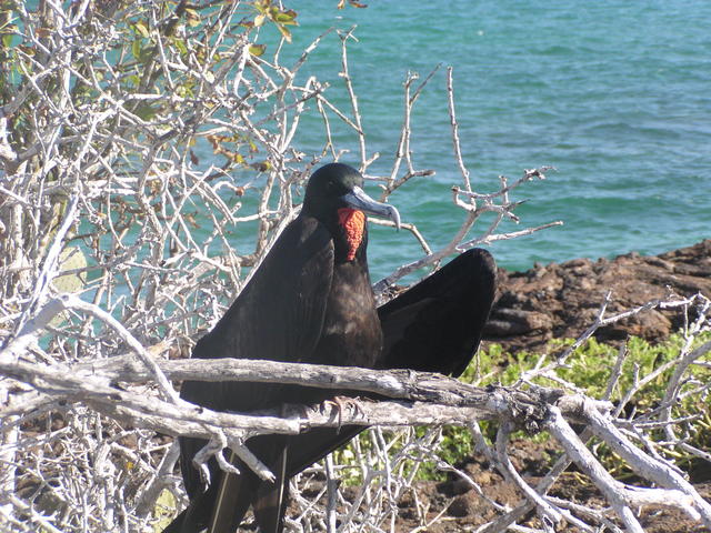 Frigate Bird - free image