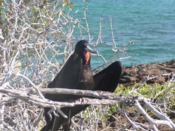 Frigate Bird