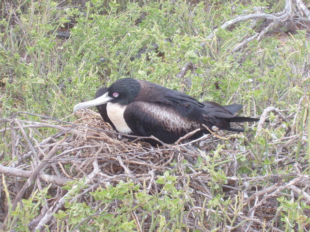 Frigate bird - free image