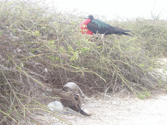 Frigatebird - free image