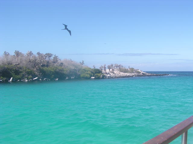 frigatebird flying - free image