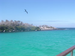 frigatebird flying