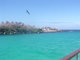 frigatebird flying