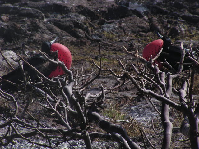 frigatebirds looking for mates - free image