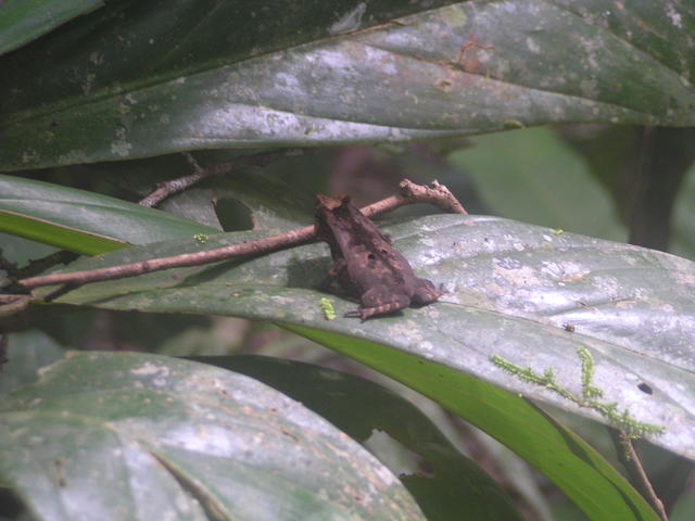 frog on leaf - free image