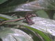 frog on leaf