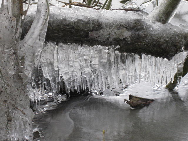 Frost crystals - free image