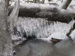 Frost crystals