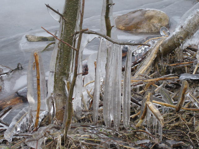 Frost tree - free image