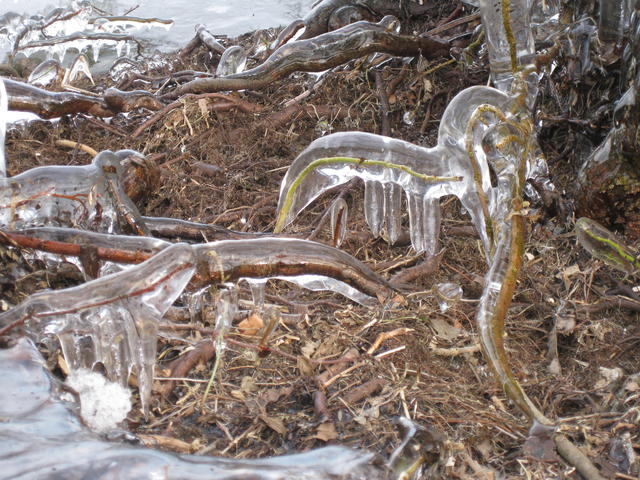 Frozen branches - free image