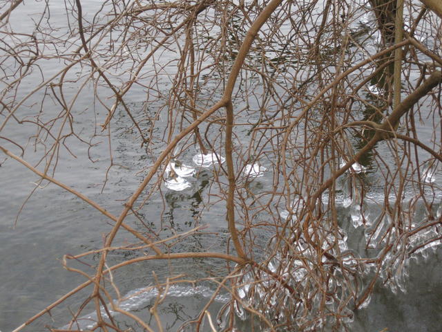 Frozen brunch - free image