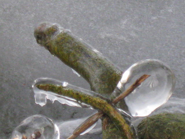frozen icicles - free image