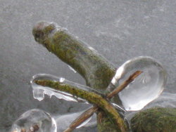 frozen icicles