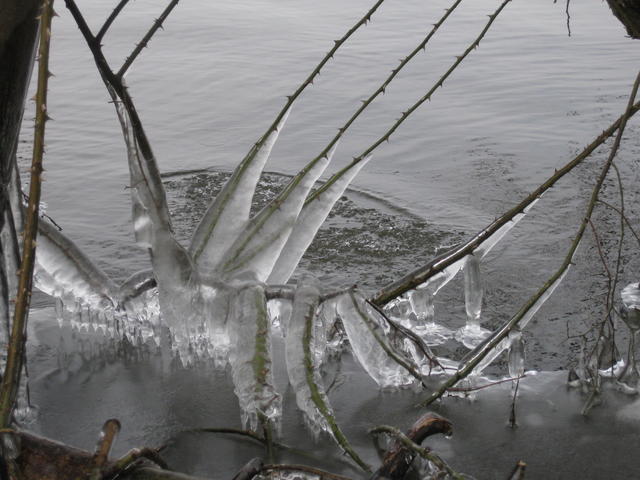 Frozen stem - free image