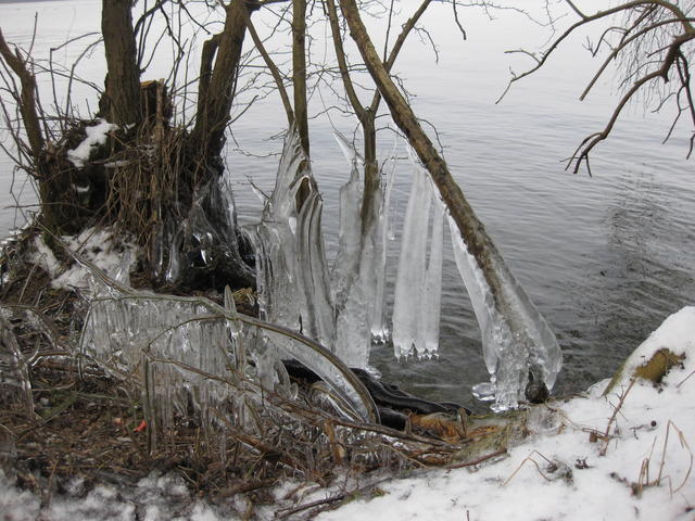 frozen tree - free image