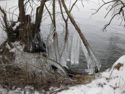 frozen tree