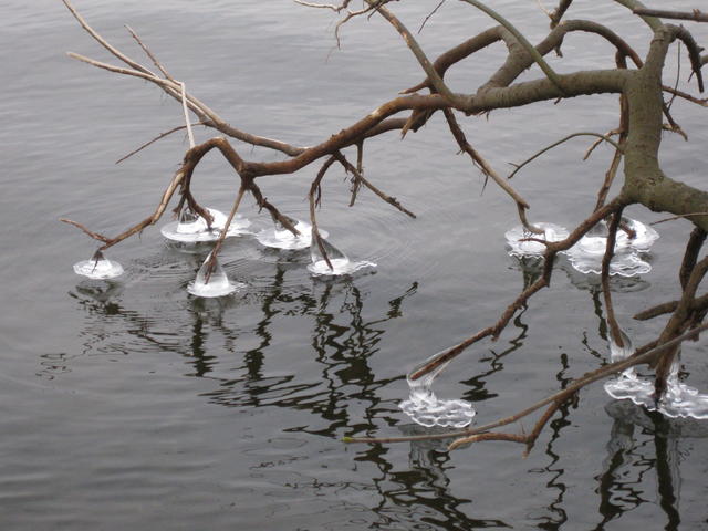 Frozen tree branches - free image