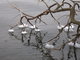 Frozen tree branches